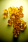 1207745 Bang! Gold Rush
