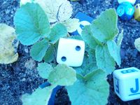 1281096 Garden Dice