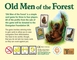 1114385 Old Men of the Forest