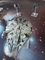 1596587 Star Wars: X-Wing - Millennium Falcon