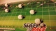 2762434 The Sheep Race