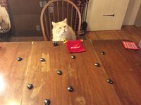 2953401 Hearts of AttrAction