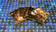 2459376 Aetherium