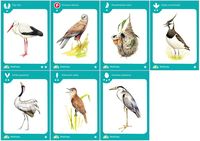 2565359 Birds of a Feather 