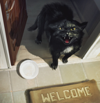 2764186 Apocrypha Adventure Card Game 