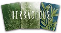 2931081 Herbaceous