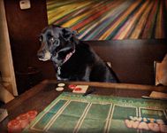 1621148 Wits & Wagers - Deluxe (Edizione Inglese)