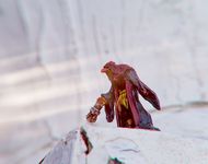 3708581 The Edge: Dawnfall