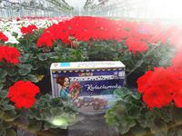 4853750 The Little Flower Shop