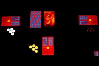 4108294 Die Dame und der Tiger