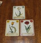 3619784 Tulip Bubble