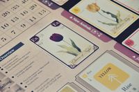 3779422 Tulip Bubble