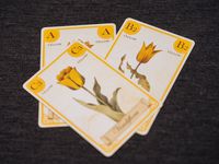 3906130 Tulip Bubble