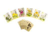4261421 Herbalism