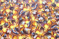 4285054 Bears&amp;Bees