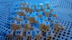 3242155 Bananagrams (Prima Edizione)