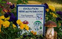 4792583 Evolution: Herbs and Mushrooms