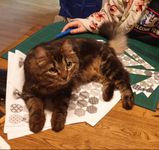 5149113 Calico