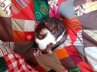 5344633 Calico