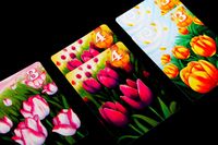 6017753 Gift of Tulips