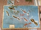 1053344 Axis & Allies:  Guadalcanal