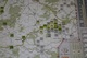 2460066 Bastogne: Screaming Eagles under Siege