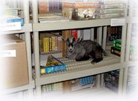 746288 Arkham Horror - Il Capro Nero dei Boschi