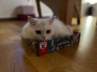 7490680 Café del Gatto