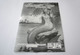 364956 Mermaid Rain