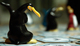 1133608 Pinguin Pescatore